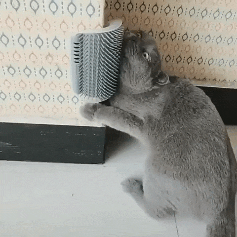Massageador de Parede para Pets