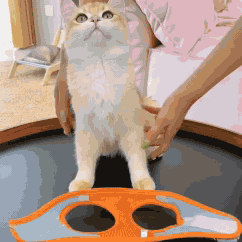 Peitoral Ajustável com Guia para Pets