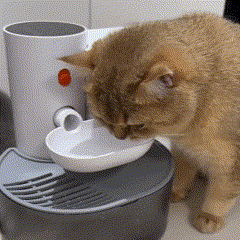 Bebedouro Inclinável com Renovação D'Água para Gatos