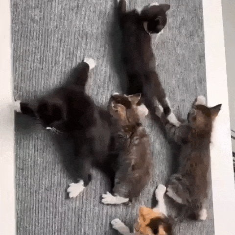 Carpete Autocolante protetor para Unhas dos Gatos
