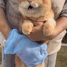 Luva de Microfibra de banho para Pets