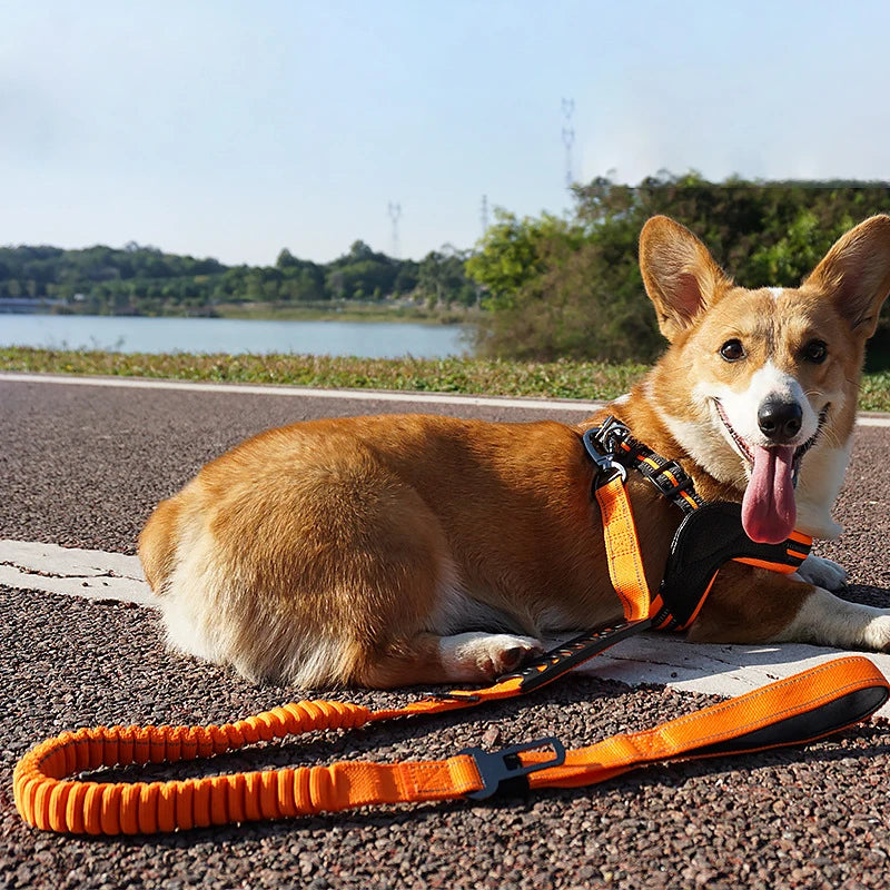 Cinto de Segurança de Carro para Cães com Trela