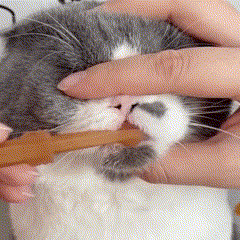 kit de Escovação de dente de Silicone para Pets